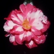 Coral Delight Variegated